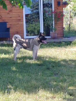 Akita