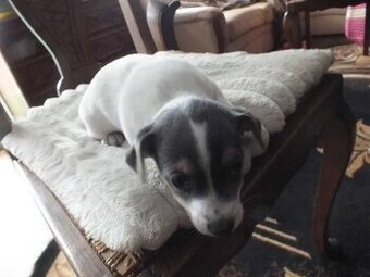 Jack Russell terrier
