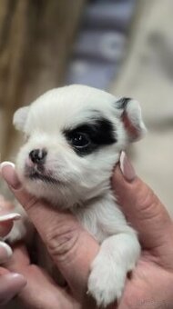 Chihuahua-wyjątkowe pieski, rodowód.