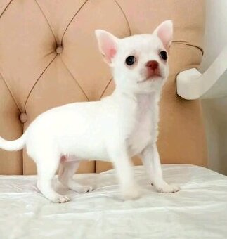 Szczenięta rasy chihuahua do adopcji.