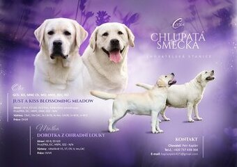 Labrador s PP