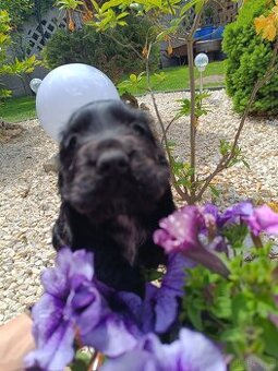 Cocker Spaniel Angielski
