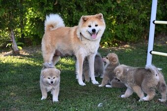Akita Inu Akita japońska ZKWP FCI po Championie - 1