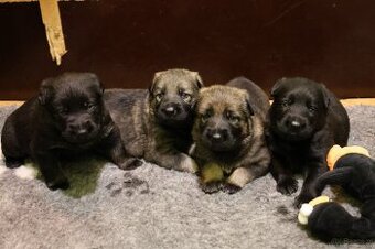 Szczenięta owczarka niemieckiego z rodowodem