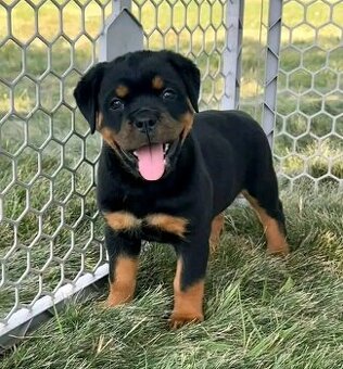 Szczenięta rasy Rottweiler do adopcji.