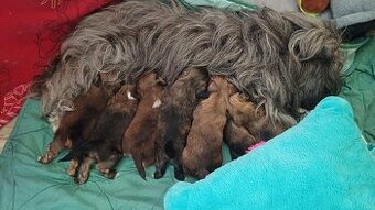 LHASA  APSO szczenieta s PP