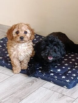 Maltipoo ostatnia suczka