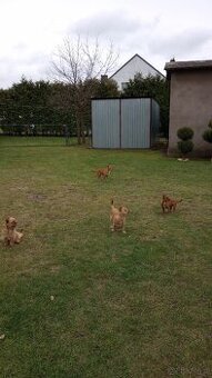 Mały pies do wydania