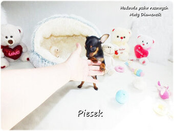 Pinczer miniaturowy- Ratlerek, tzw.sarenka, MINI Piesek nr1