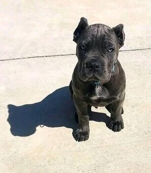 Szczenięta rasy Cane Corso do adopcji.