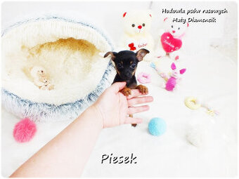 Pinczer miniaturowy- Ratlerek /tzw.sarenka, MINI Piesek nr2