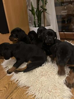 Szczeniaki po rasowych rodzicach