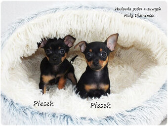 Mini Piesek Pinczer miniaturowy, tzw. Ratlerek Sarenka do RE