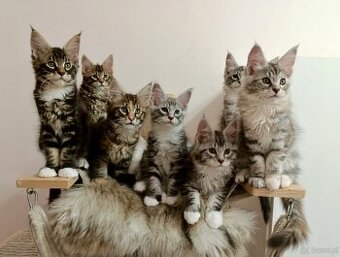 Kochane kociaczki Maine coon