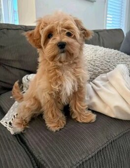 Szczenięta rasy Maltipoo do adopcji.