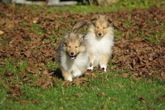 OWCZAREK SZKOCKI DŁUGOWŁOSY SUCZKA