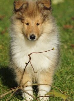 OWCZAREK SZKOCKI DŁUGOWŁOSY SUCZKA