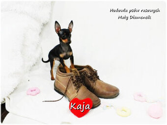 Pinczer miniaturowy (Ratlerek) Suczka KAJA z Rodowodem i Wyp