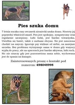 Owczarek niemiecki szuka domu