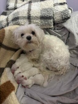 Szczeniaki maltańczyka