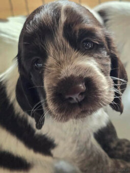 Polski Spaniel Myśliwski