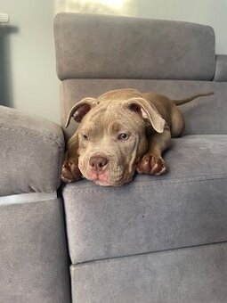 Suczka american bully pocket pies samica abck