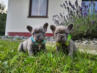 Buldog francuski