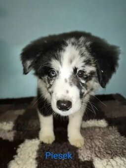 Border collie-piesek, szczenię, rodowód