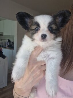Papillon