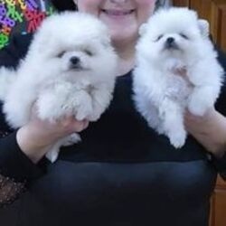 Szczeniaki rasy pomeranian Teacup do dobrego domu