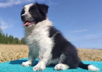 Przepiękna suczka BORDER COLLIE - dokumenty hod, badania rod