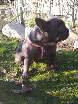 Buldog francuski suczka