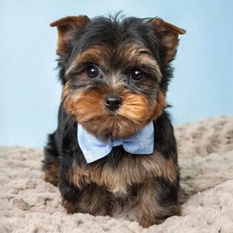 Urocze szczenięta rasy yorkshire terrier