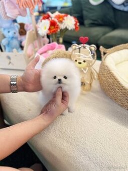 Szczenięta rasy szpic miniaturowy (pomeranian)