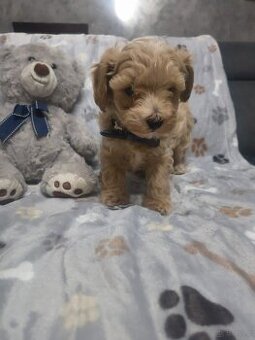 Maltipoo