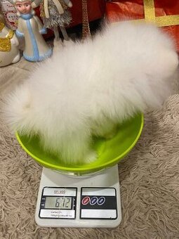 Przepiękne szczenięta rasy pomeranian Tea-Cup zarejestrowane