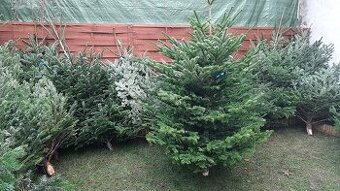 Choinka żywa jodła świerk cięte i w donicy choinki DOWÓZ