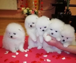 Szczeniaki rasy pomeranian Platinum Micro Teacup dostępne