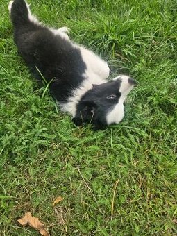 Border Collie