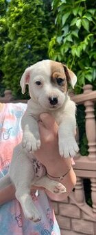 Szczeniaki Jack Russell Terrier szukją domu