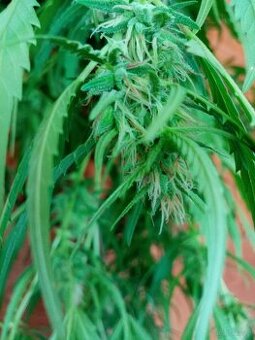 Sprzedam nasiona leczniczego konope.