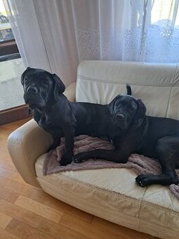 Cane corso