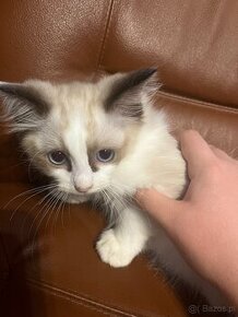 OKAZJA-cudowna kicia szynkretka tzw.Europejka ODDAM za DARMO