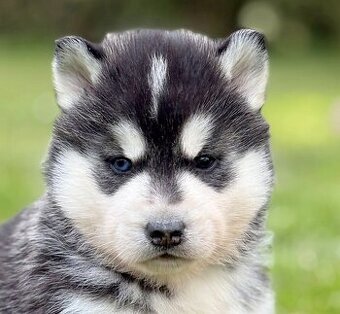 Siberian Husky ZKwP, piesek husky różnooki FCI