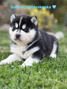 Siberian Husky ZKwP, suczka husky niebieskooka FCI