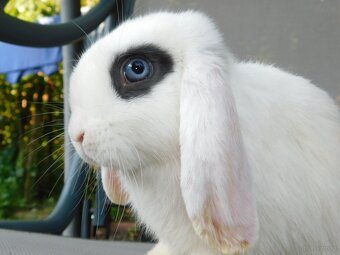 Cudowne baranki mini lop