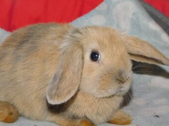 Cudne baranki mini lop