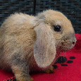 Cudne baranki mini lop