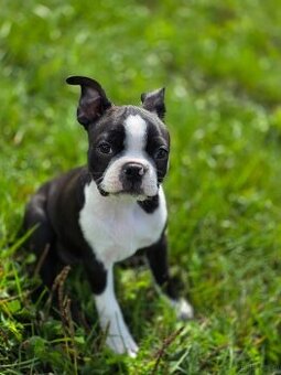 Boston terrier