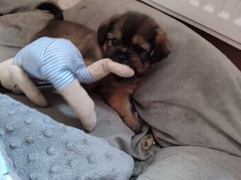 Śliczne suczki i pieski